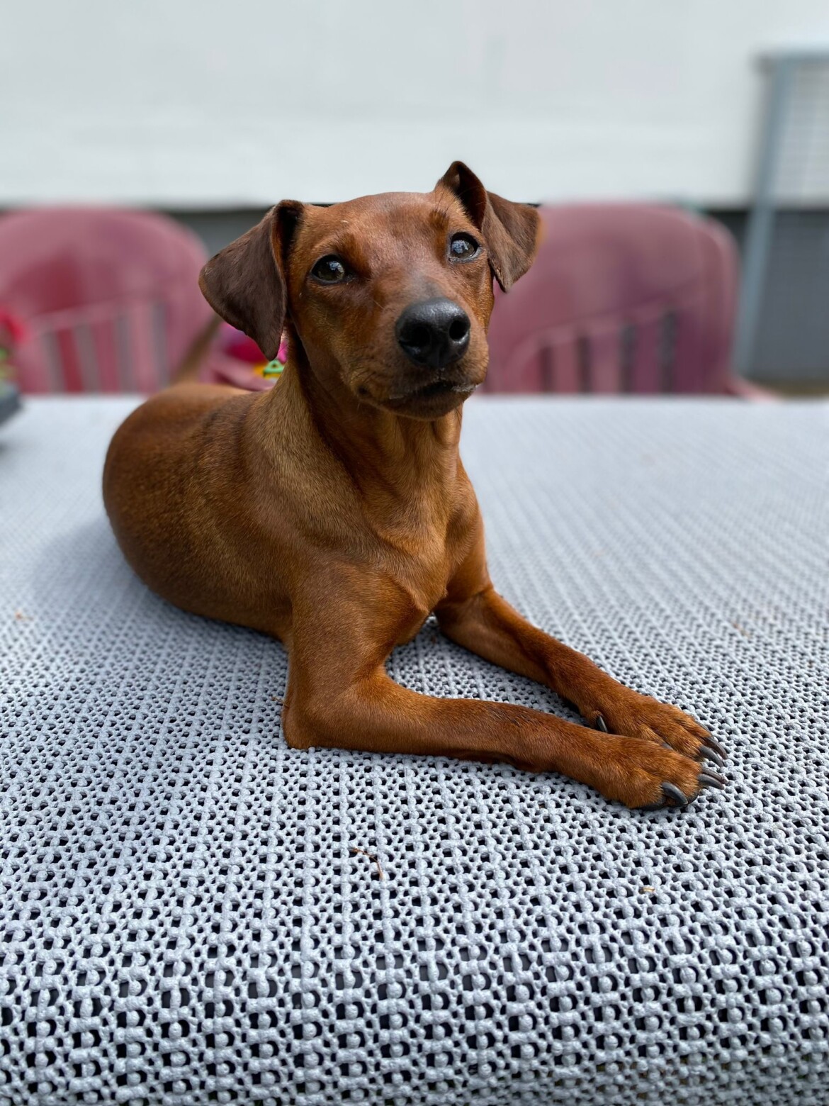 josie10.jpeg