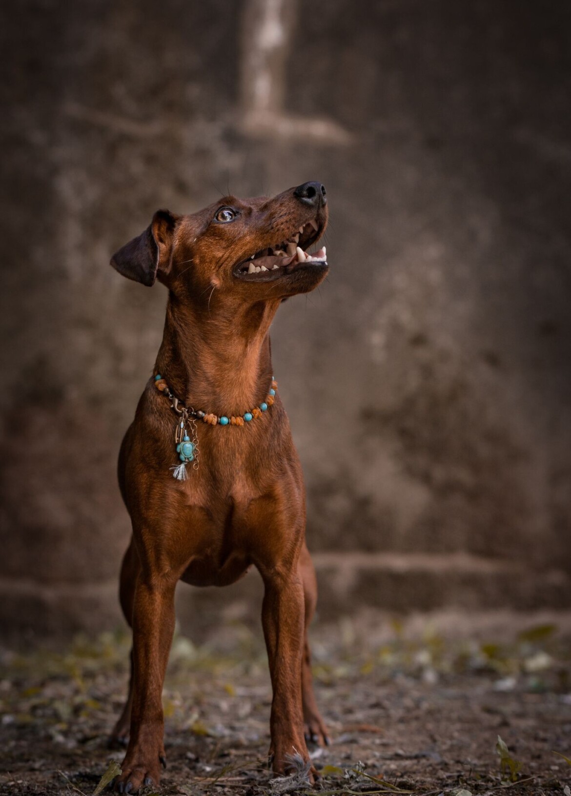 josie13-e1666172310865.jpeg