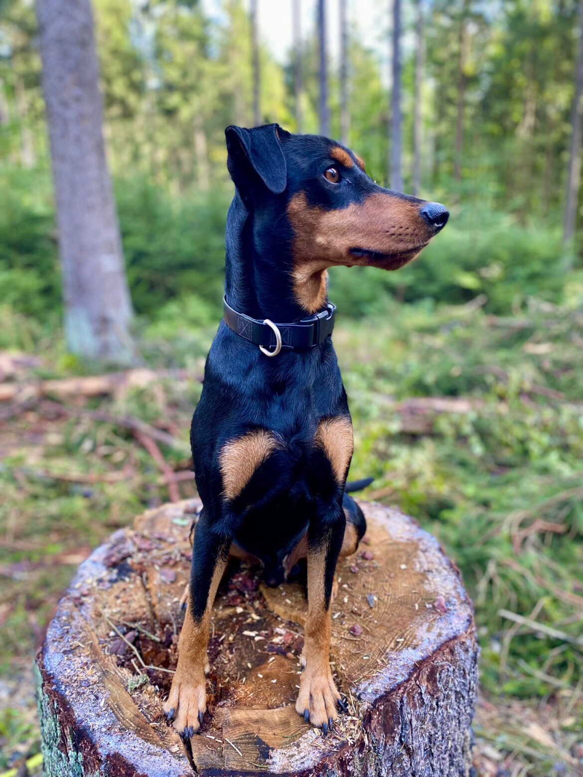Arkos-OskarvomNebelwald2.jpeg