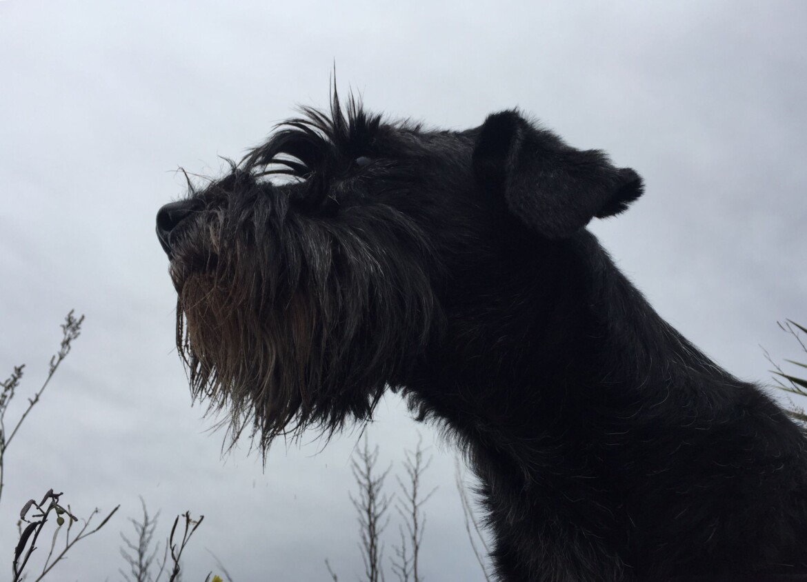 image10.jpeg